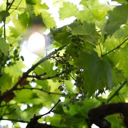 דירה Trullo Alfieri - Relax E Garden