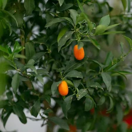 Trullo Alfieri - Relax E Garden 公寓