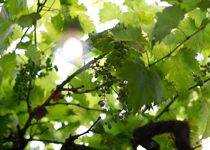 公寓 Trullo Alfieri - Relax E Garden