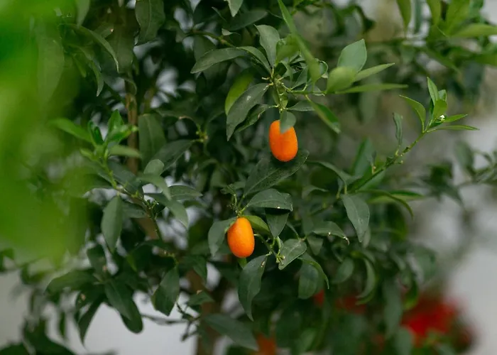 Trullo Alfieri - Relax E Garden 公寓